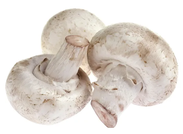 Fungo champignon — Foto Stock