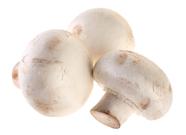Mushroom champignon Rechtenvrije Stockfoto's