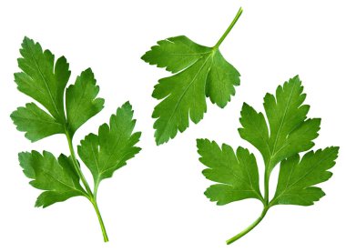 Parsley leaf clipart
