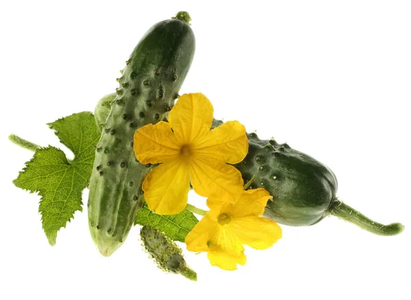 Groene komkommer — Stockfoto