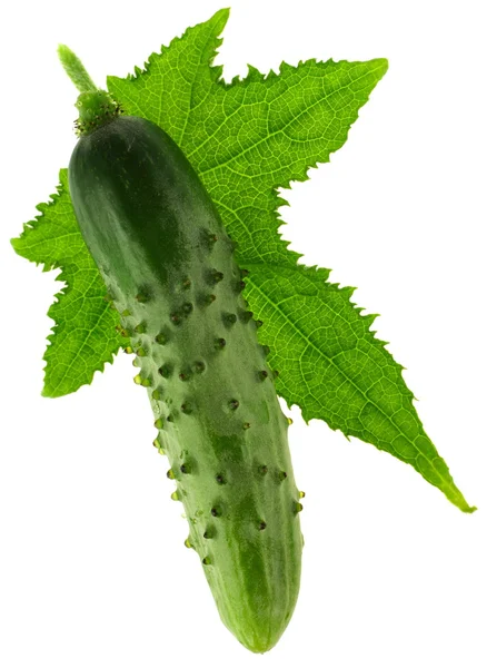 Green cucumber — Stock Photo, Image