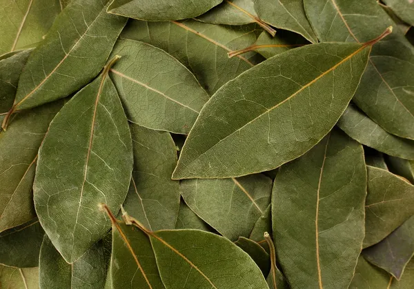 Bay leaf spice — Stock Photo, Image