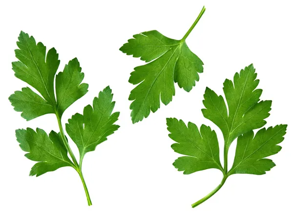 Parsley leaf — Stock Photo, Image