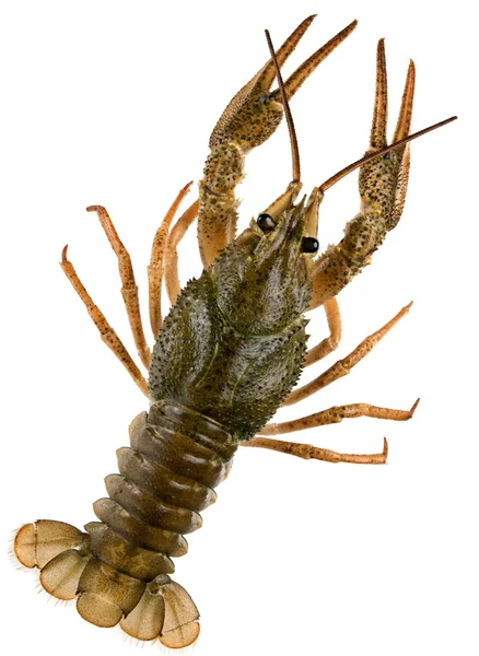 River crayfish — Zdjęcie stockowe