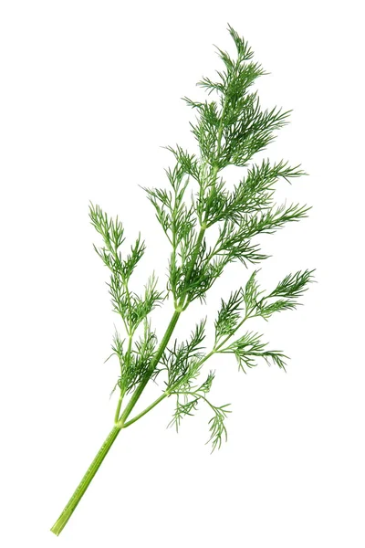 Dill branch — Stockfoto