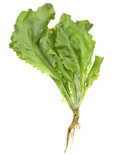 Liść sałaty — Zdjęcie stockowe