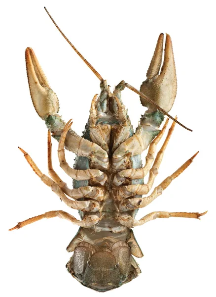 River crayfish — Zdjęcie stockowe