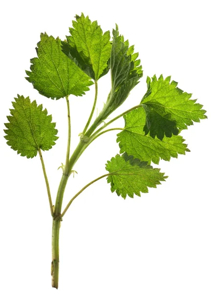 Nettle — Stock Photo, Image