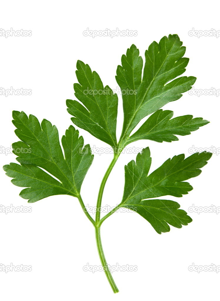Parsley leaf Stock Photo by ©jimbo3904 22306209