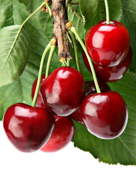 Cherry bij blad — Stockfoto
