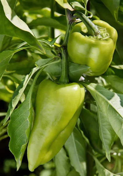 Pimienta verde en el jardín —  Fotos de Stock