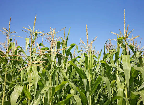 Corn field — Stock Photo, Image