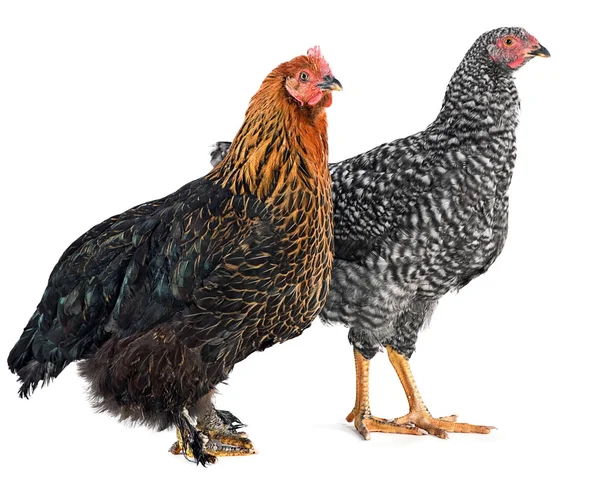 Two chicken — Stock Photo, Image