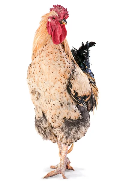 Rooster bird — Stock Photo, Image