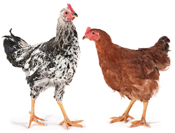 Young chicken and rooster — Stock Photo, Image