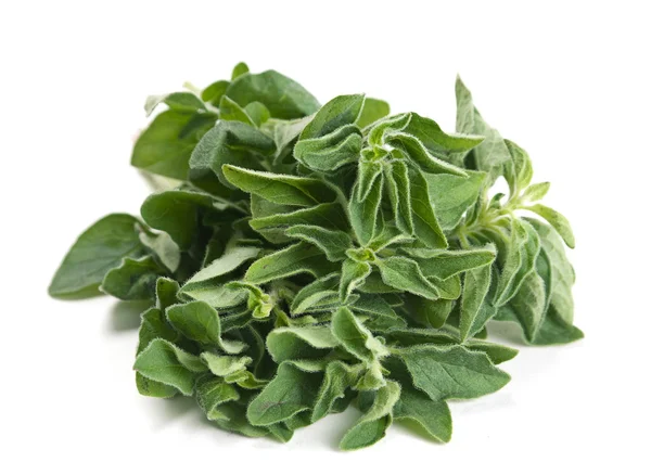 Oregano herb — Stock Photo, Image