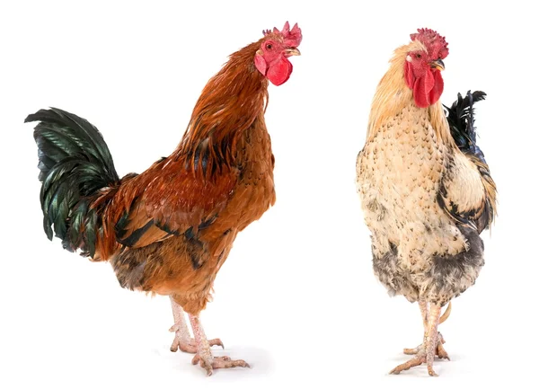 Two rooster — Stock Photo, Image