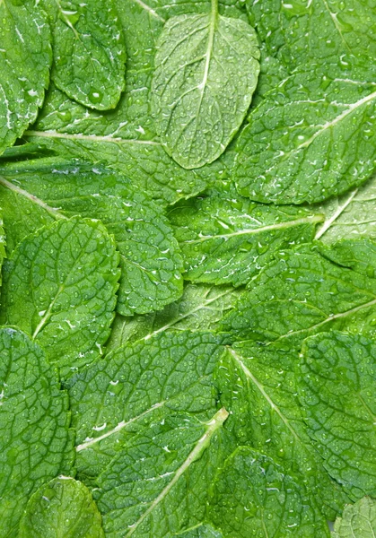 Spearmint ört bakgrund — Stockfoto