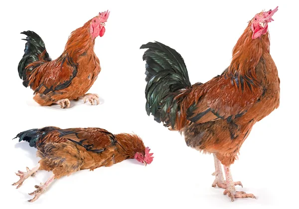 Brown rooster set — Stock Photo, Image