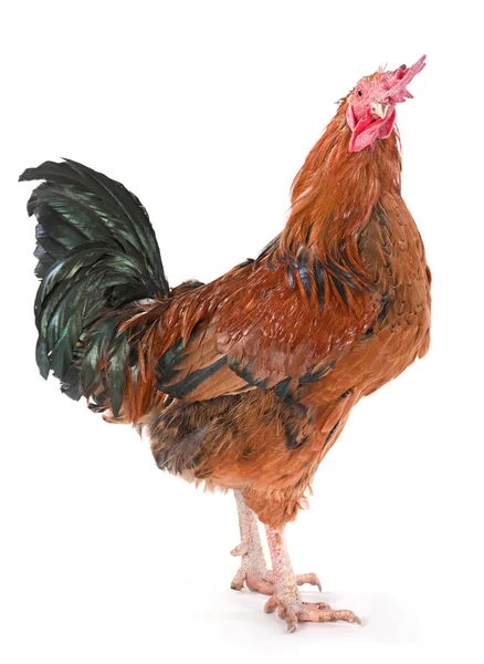 Brown rooster — Stock Photo, Image