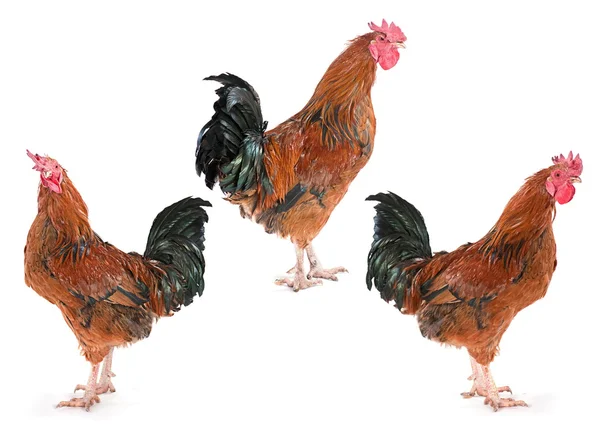 Brown rooster set — Stock Photo, Image