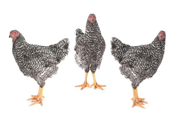 Gray chicken set — Stock Photo, Image