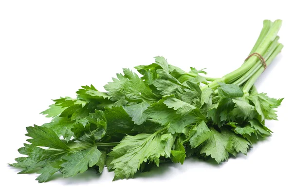 Fresh celery herb — Stock Photo, Image