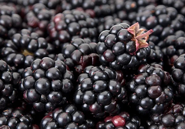 BlackBerry berry — Zdjęcie stockowe