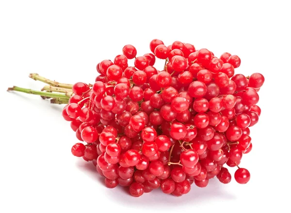Viburnum berry — Stock fotografie