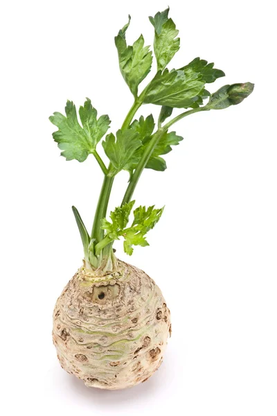 Țelină proaspătă cu rădăcină — Fotografie, imagine de stoc