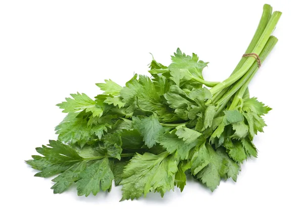 Fresh celery herb — Stock Photo, Image