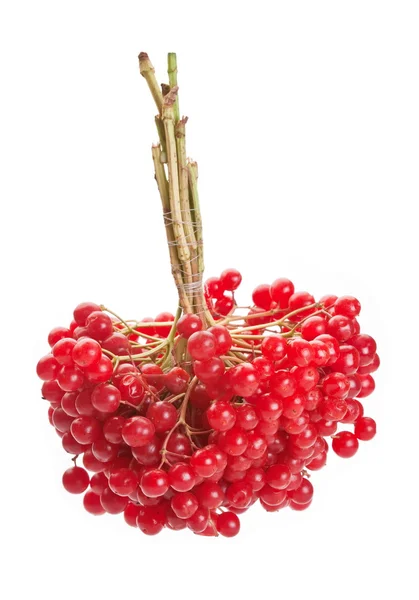 Viburnum berry — Stock Photo, Image
