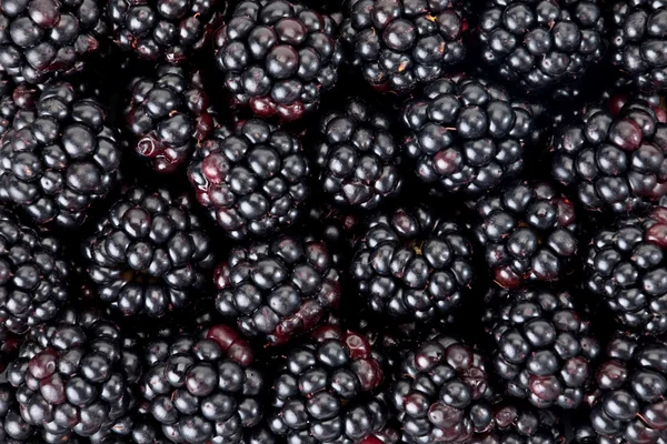 BlackBerry berry Royalty Free Stock Obrázky