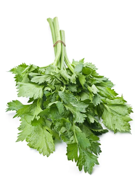 Fresh celery herb — Stock Photo, Image