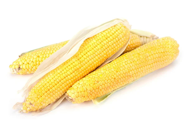 Kukuřice zralá — Stock fotografie