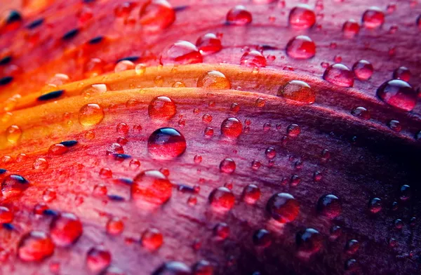 Цветочный макрос Лили — стоковое фото