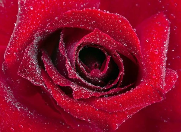 Czerwony kwiat róży — Zdjęcie stockowe