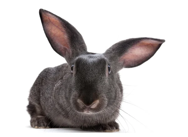 Rabbit farm animal — Stock Photo, Image