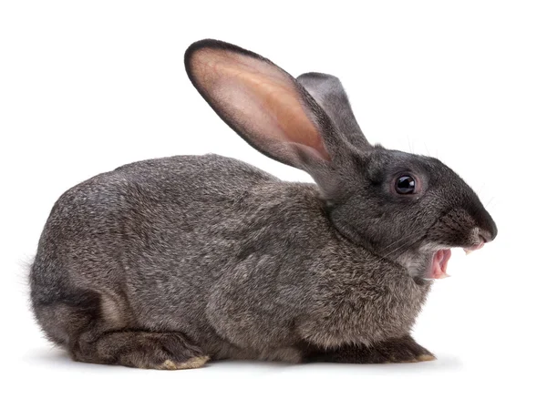 Rabbit farm animal — Stock Photo, Image