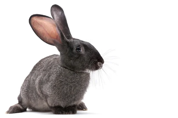 Тварина кролик ферма — стокове фото