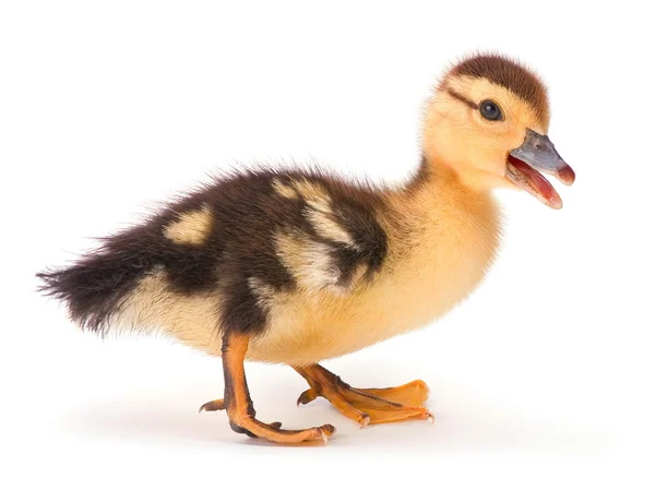 Duckling Eendje — Stockfoto