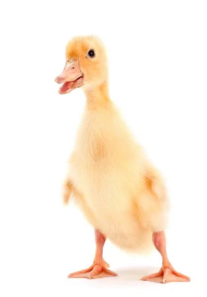 Yellow baby duck — Stock Photo, Image