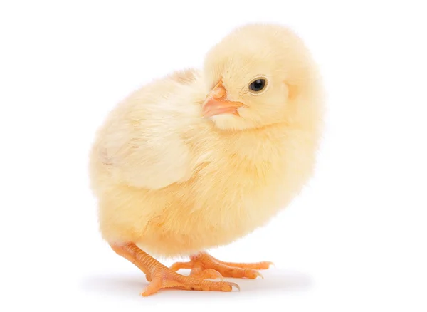 Gul baby kyckling — Stockfoto