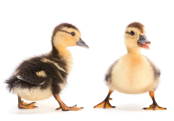 Brown duckling — Stock Photo, Image