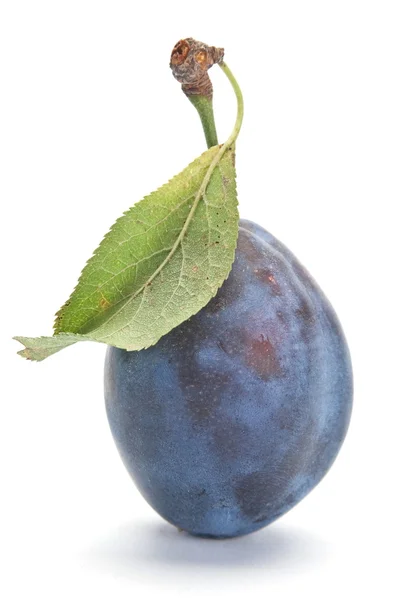 Prune albastre — Fotografie, imagine de stoc