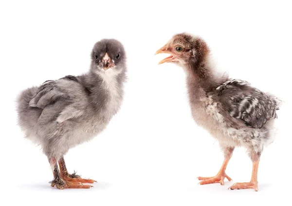 Dwa dziecko kurczaka — Zdjęcie stockowe