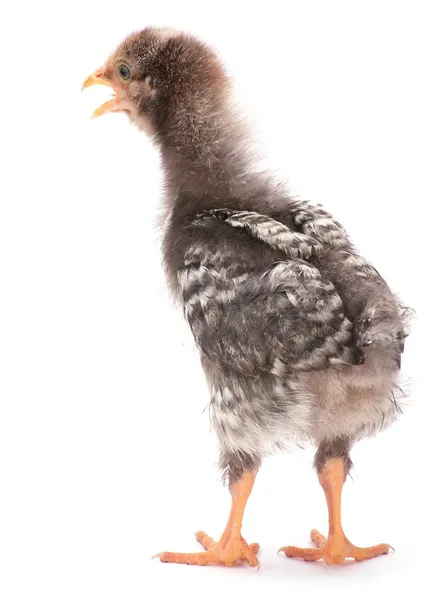 Pollo giovane grigio — Foto Stock