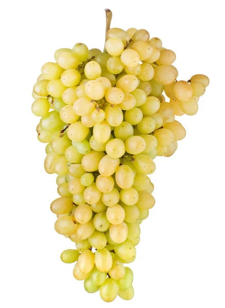 Friss zöld szőlő — Stock Fotó