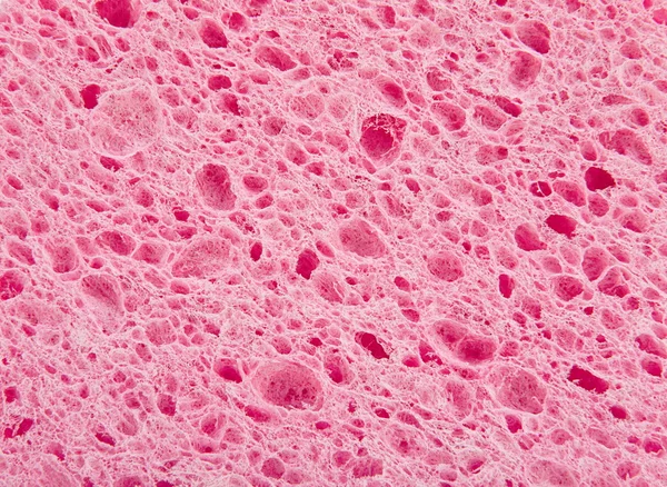 Bactérias esponjosas — Fotografia de Stock