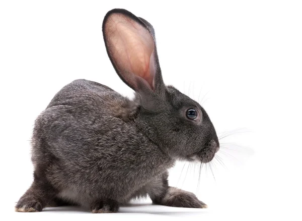 Animais de criação de coelhos — Fotografia de Stock